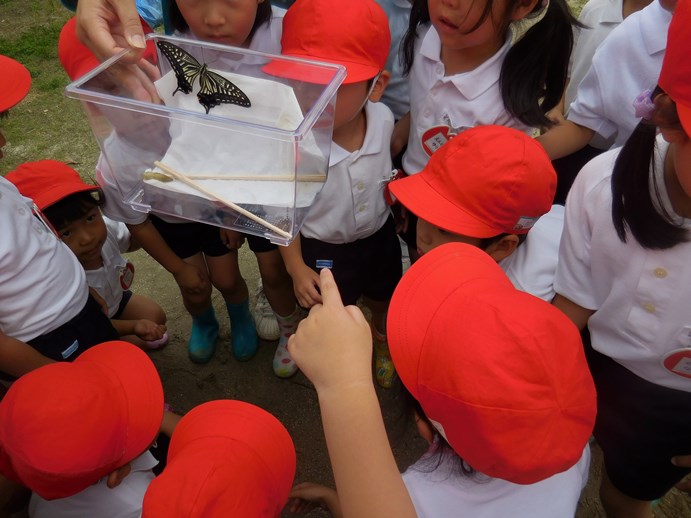 アゲハチョウが育ったよ♬