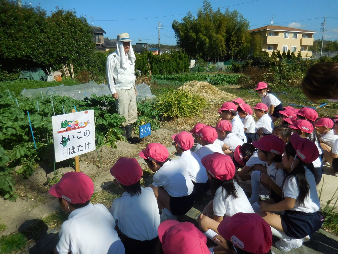 大根掘りをしたよ☆さくら組