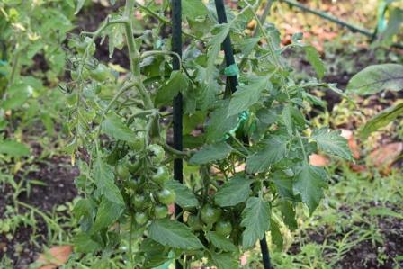 誕生日会はじめました！！！