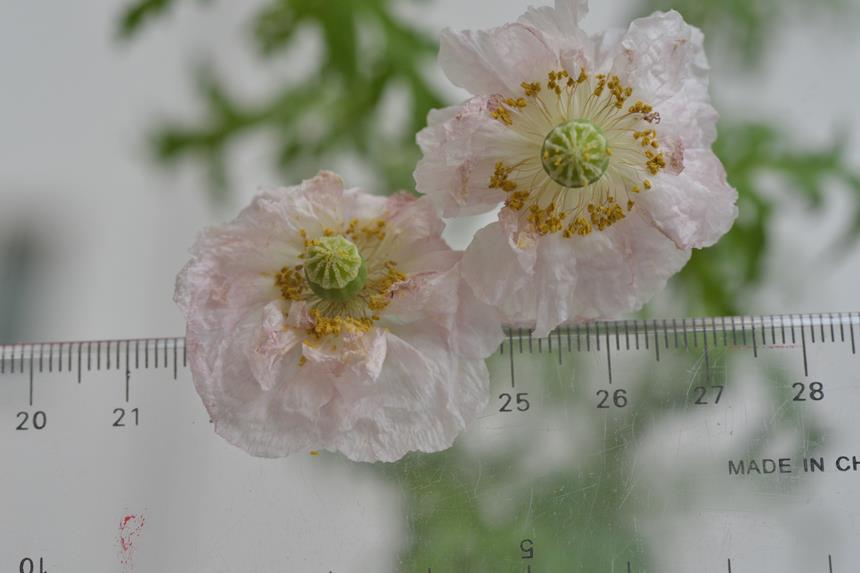 「宇宙に行けなかったポピー」が開花