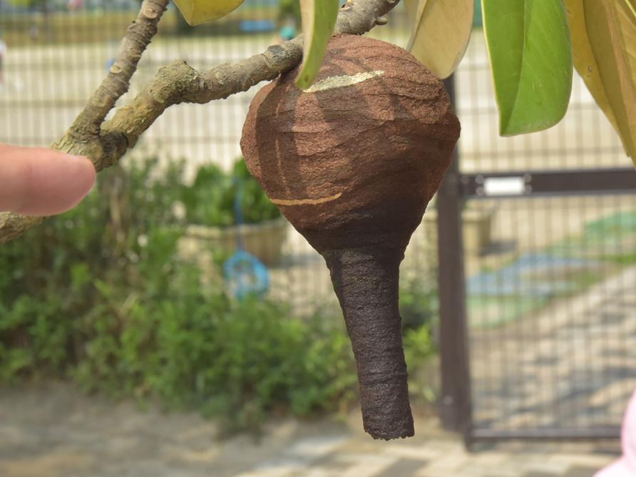 ハチさん、ごめんね