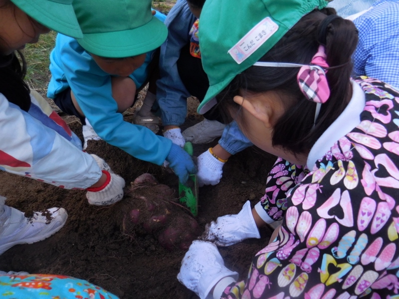 いもほりをしました!　～年長組～