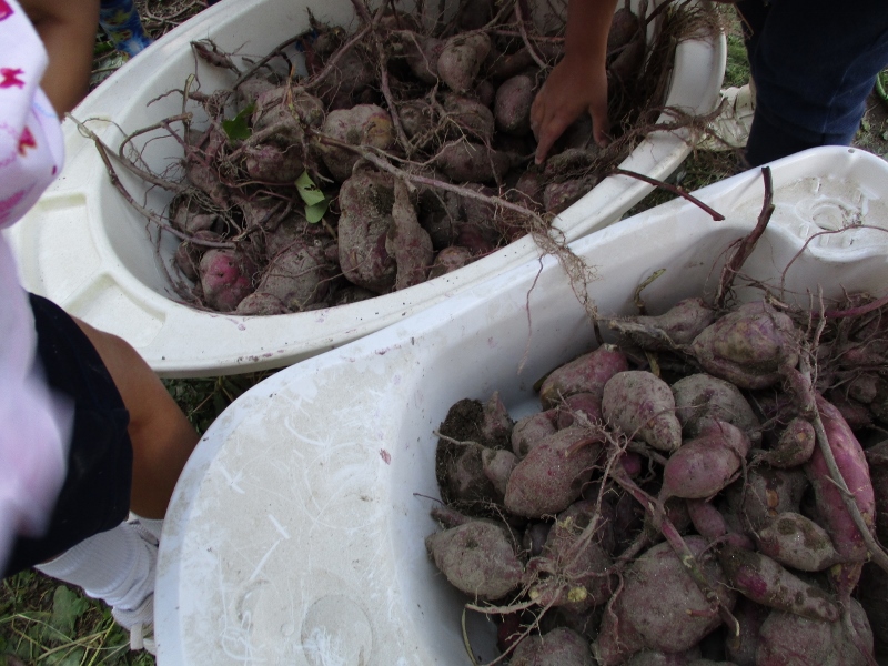 いもほりをしました!　～年中組～