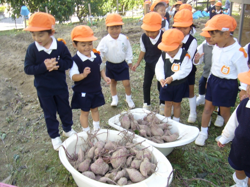 年少さんはさつまいも掘りを見に行きました