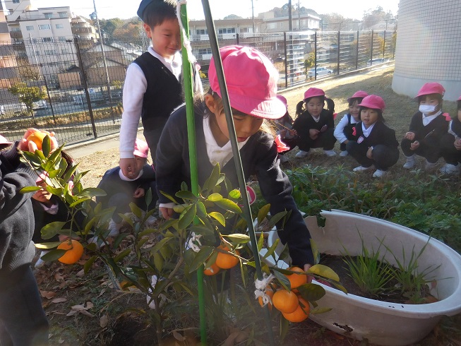 幼稚園のみかんを収穫して食べたよ☆
