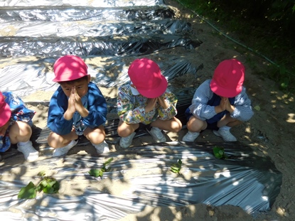 さつまいものつるさしをしたよ！