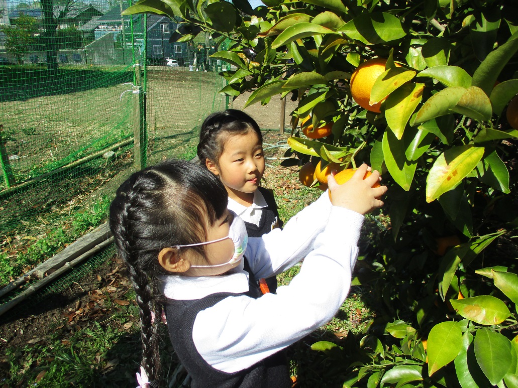 年中☆畑のなつみかんを獲ったよ！