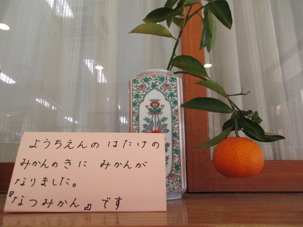 幼稚園で春を見つけたよ