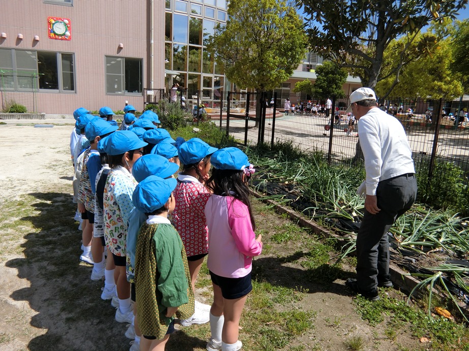 年長☆玉ねぎ掘りをしたよ　その１