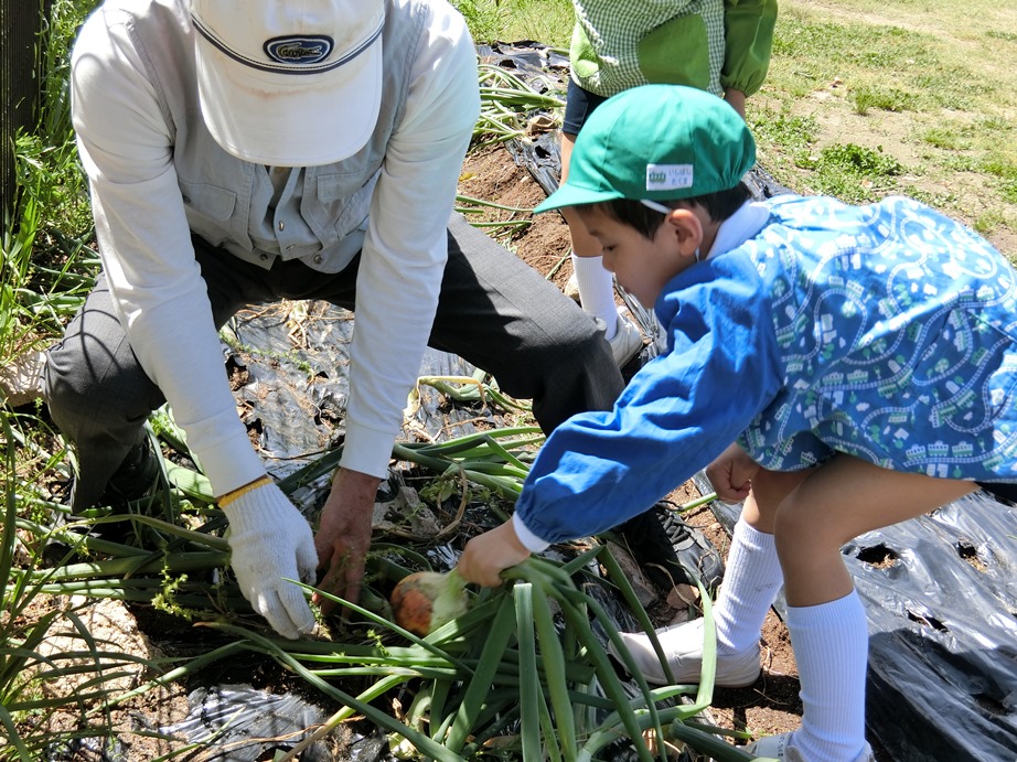 年長☆玉ねぎ掘りをしたよ　その３