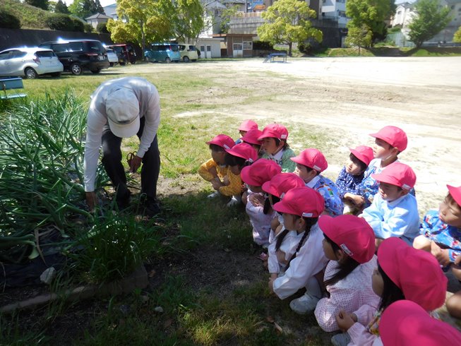 年長☆玉ねぎ掘りをしたよ　その２