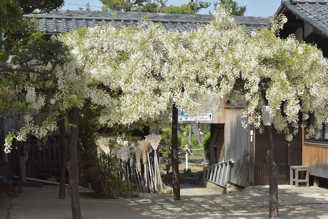 松應寺に藤棚を見に行きました♪:画像２
