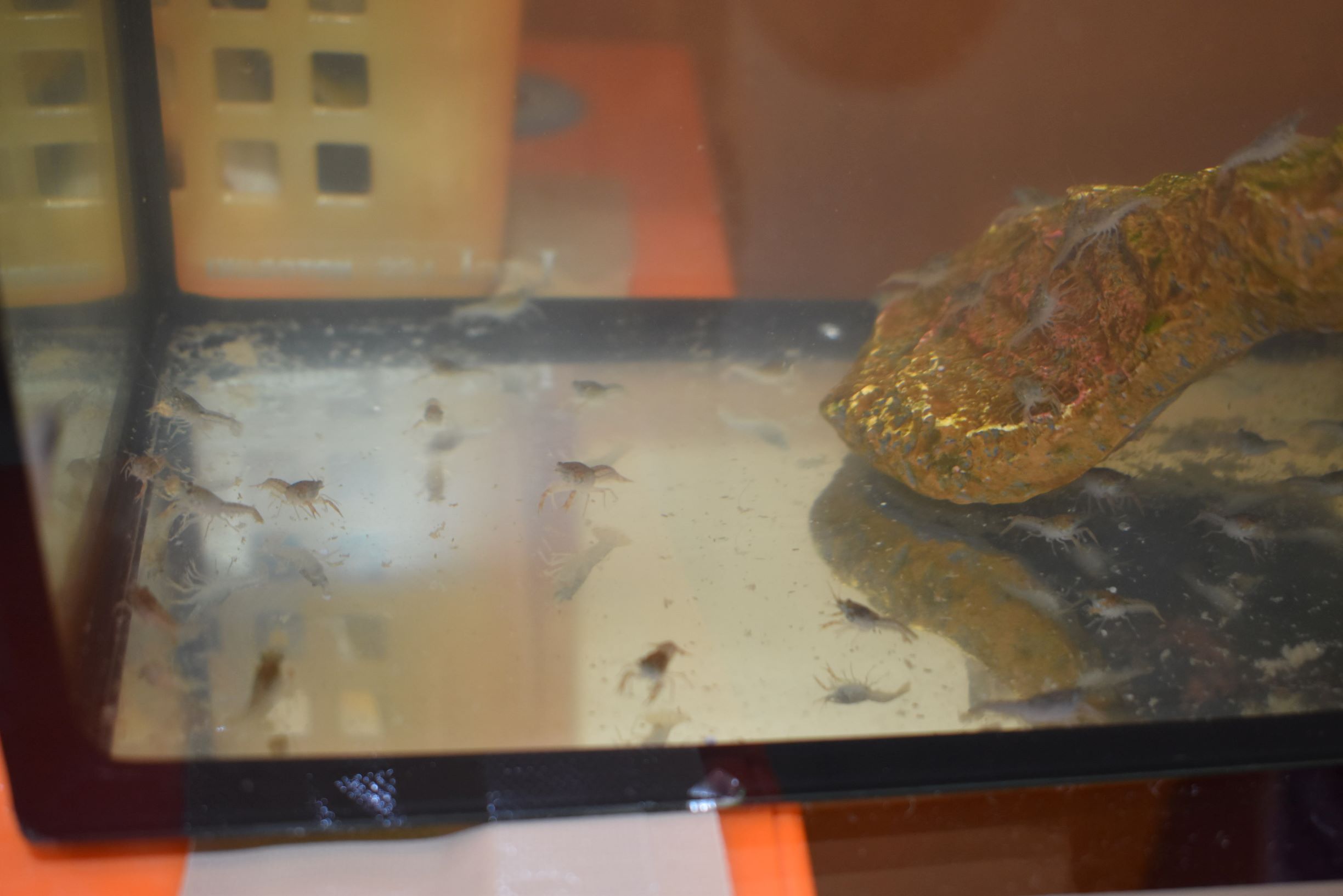 そり遊びがありました♪:画像５