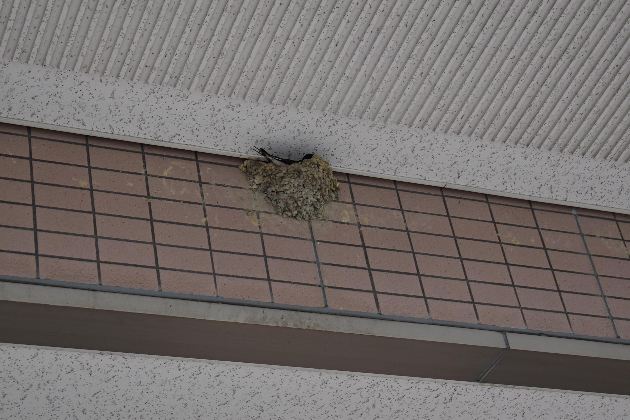 そり遊びがありました♪:画像１