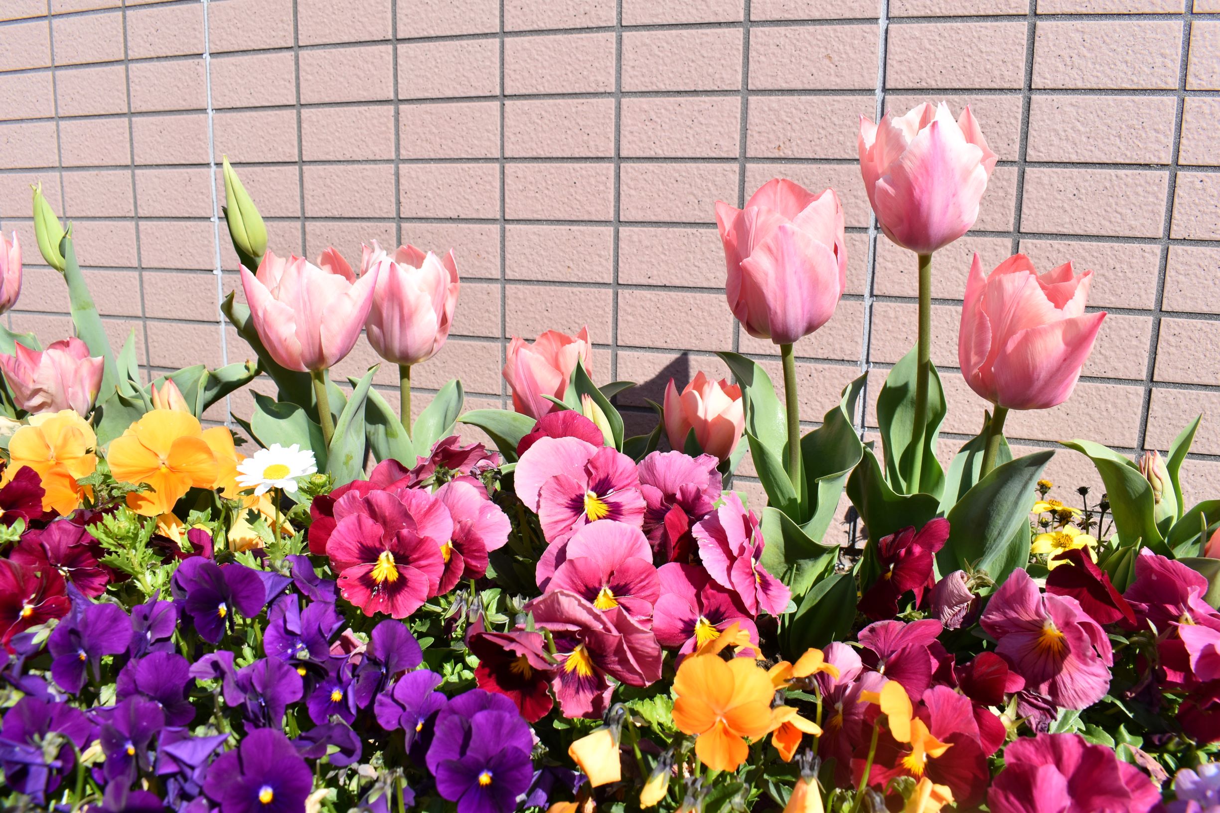 幼稚園にも春がきました