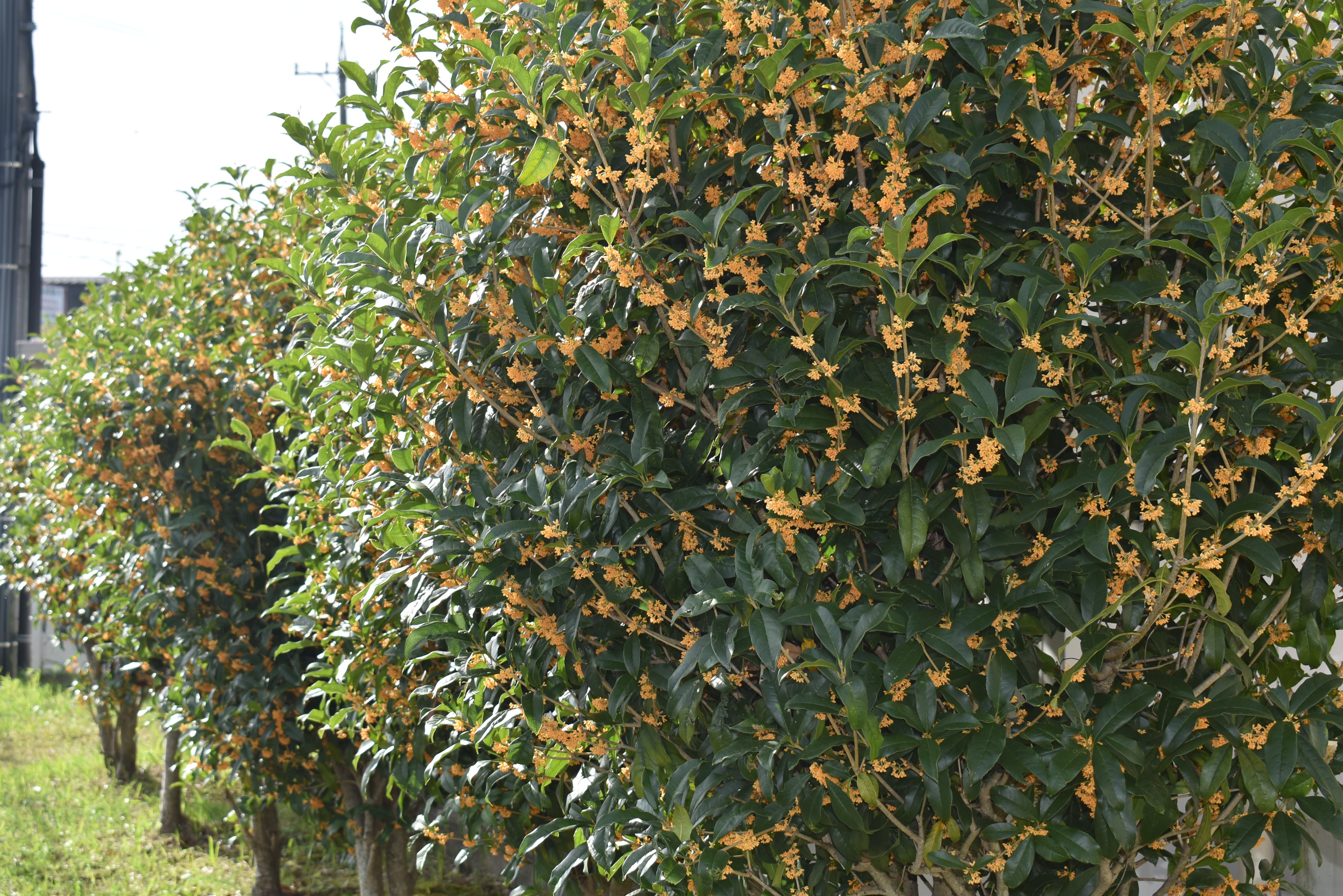 秋を見つけたよ♪