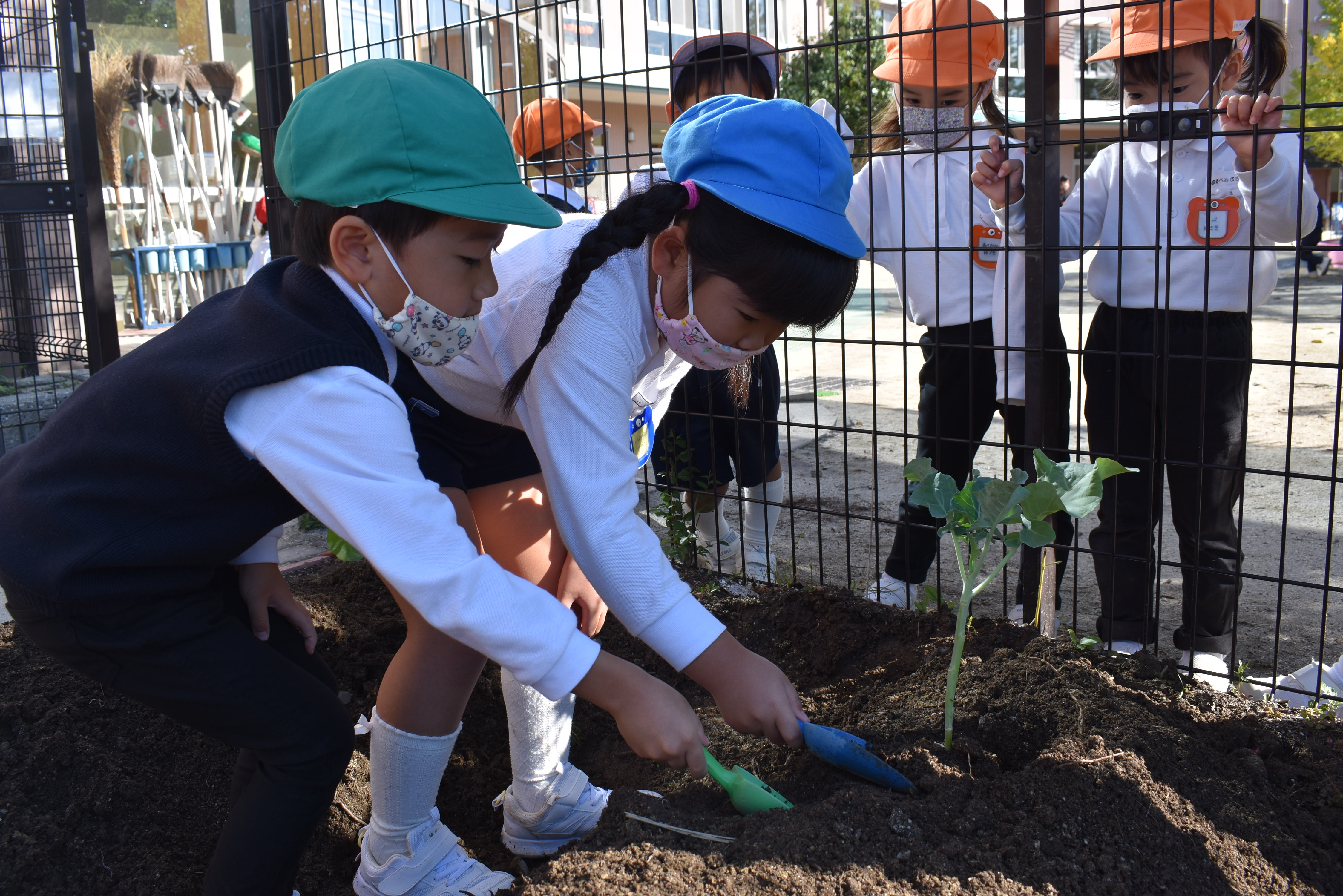 ブロッコリーとカリフラワーの苗を植えたよ(年長):画像3