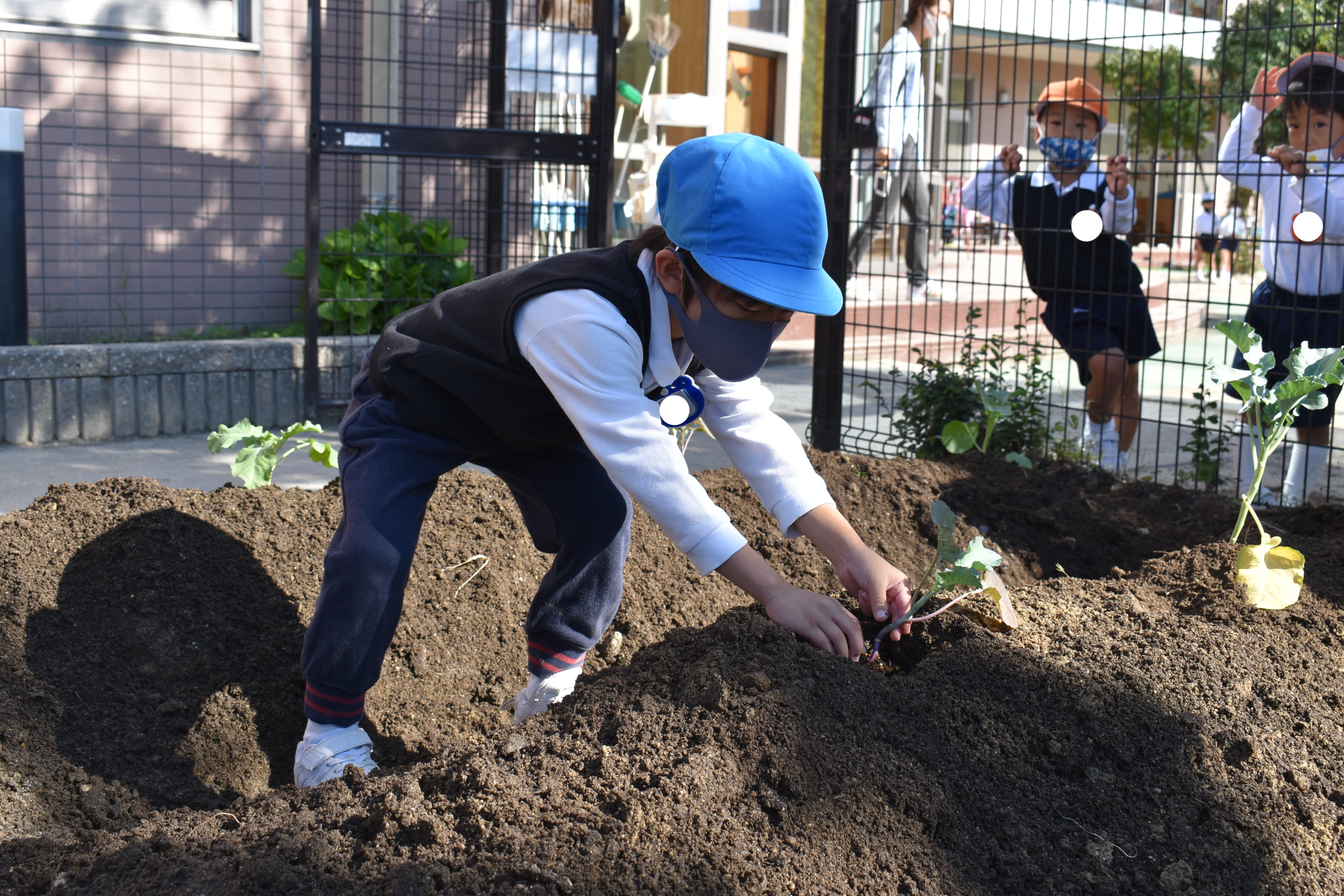 ブロッコリーとカリフラワーの苗を植えたよ(年長):画像4