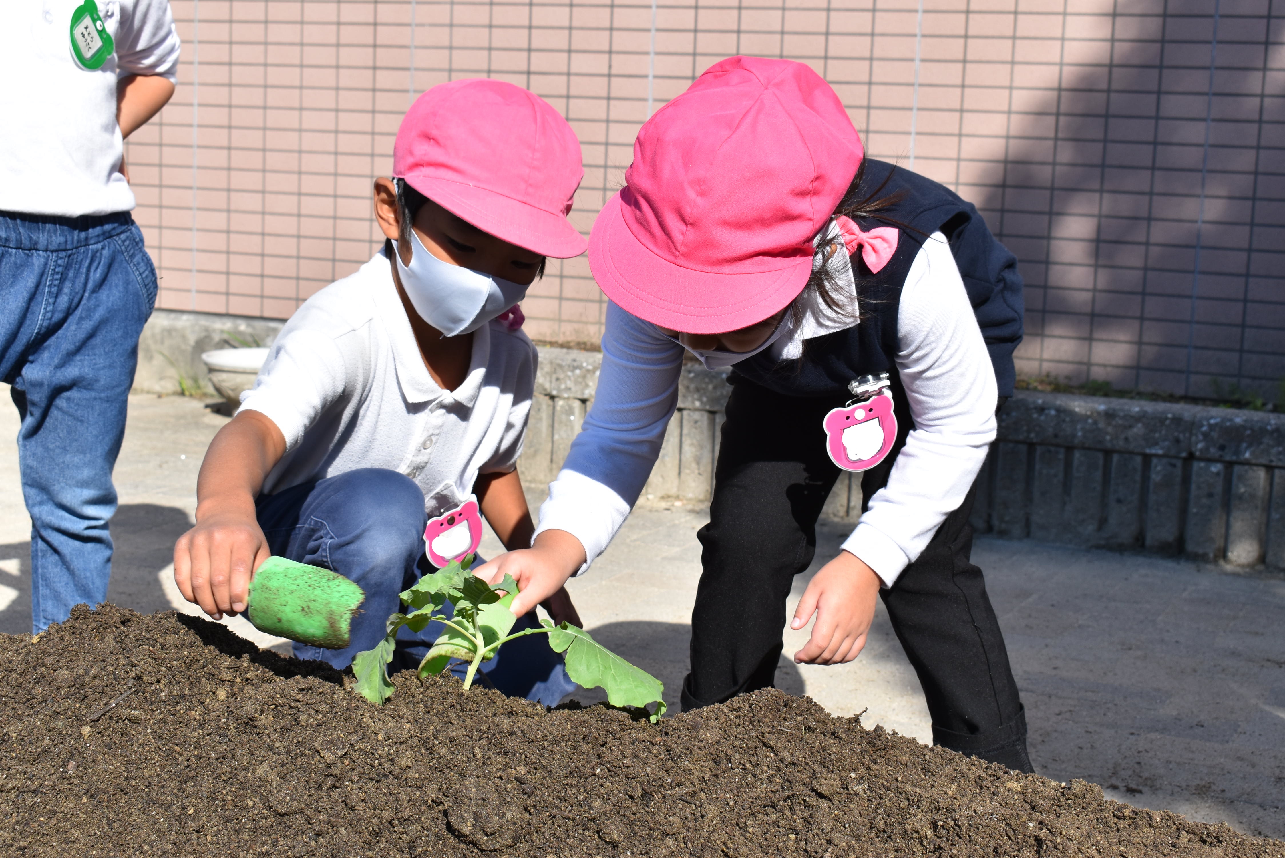 ブロッコリーとカリフラワーの苗を植えたよ(年長):画像2