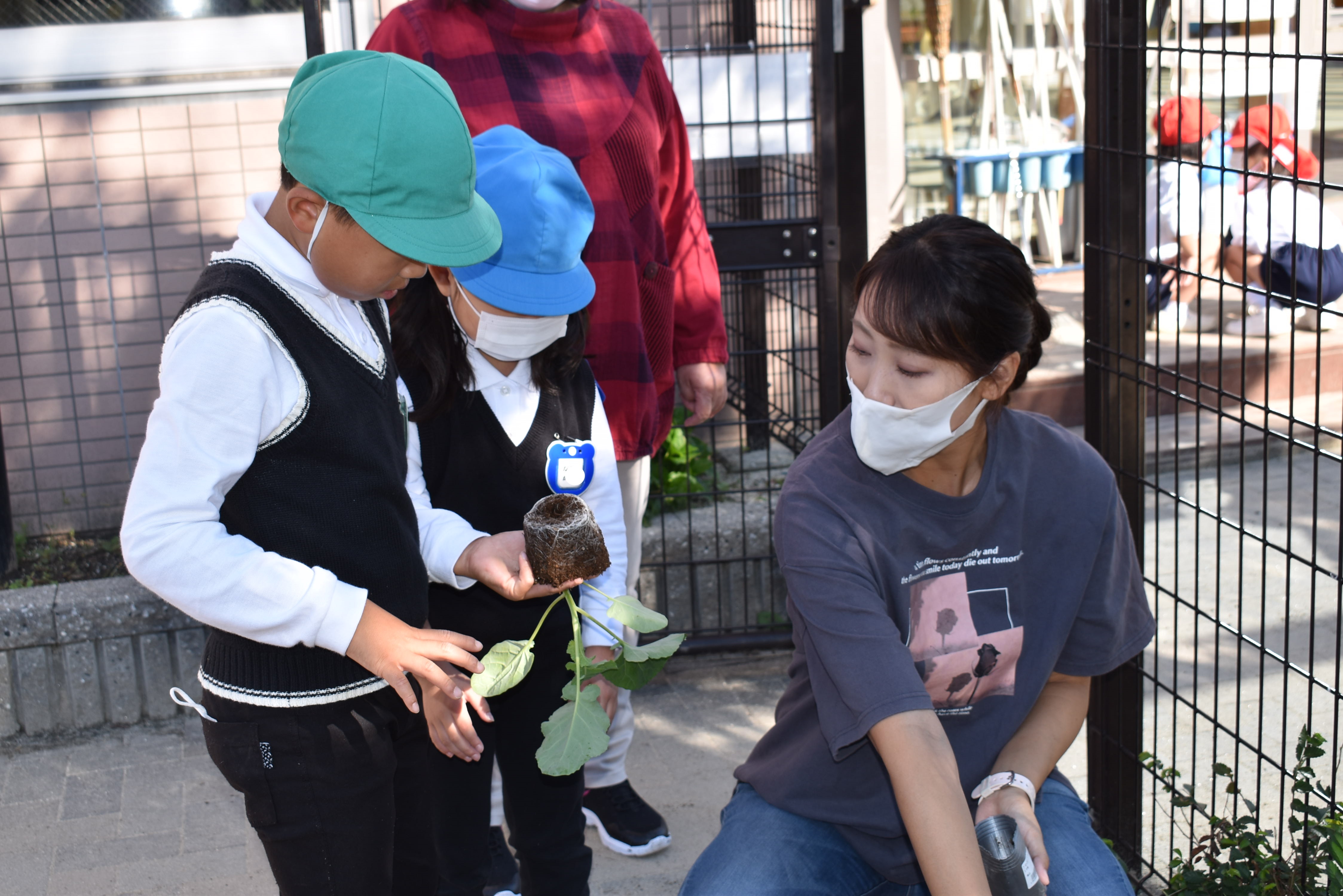 ブロッコリーとカリフラワーの苗を植えたよ（年長）