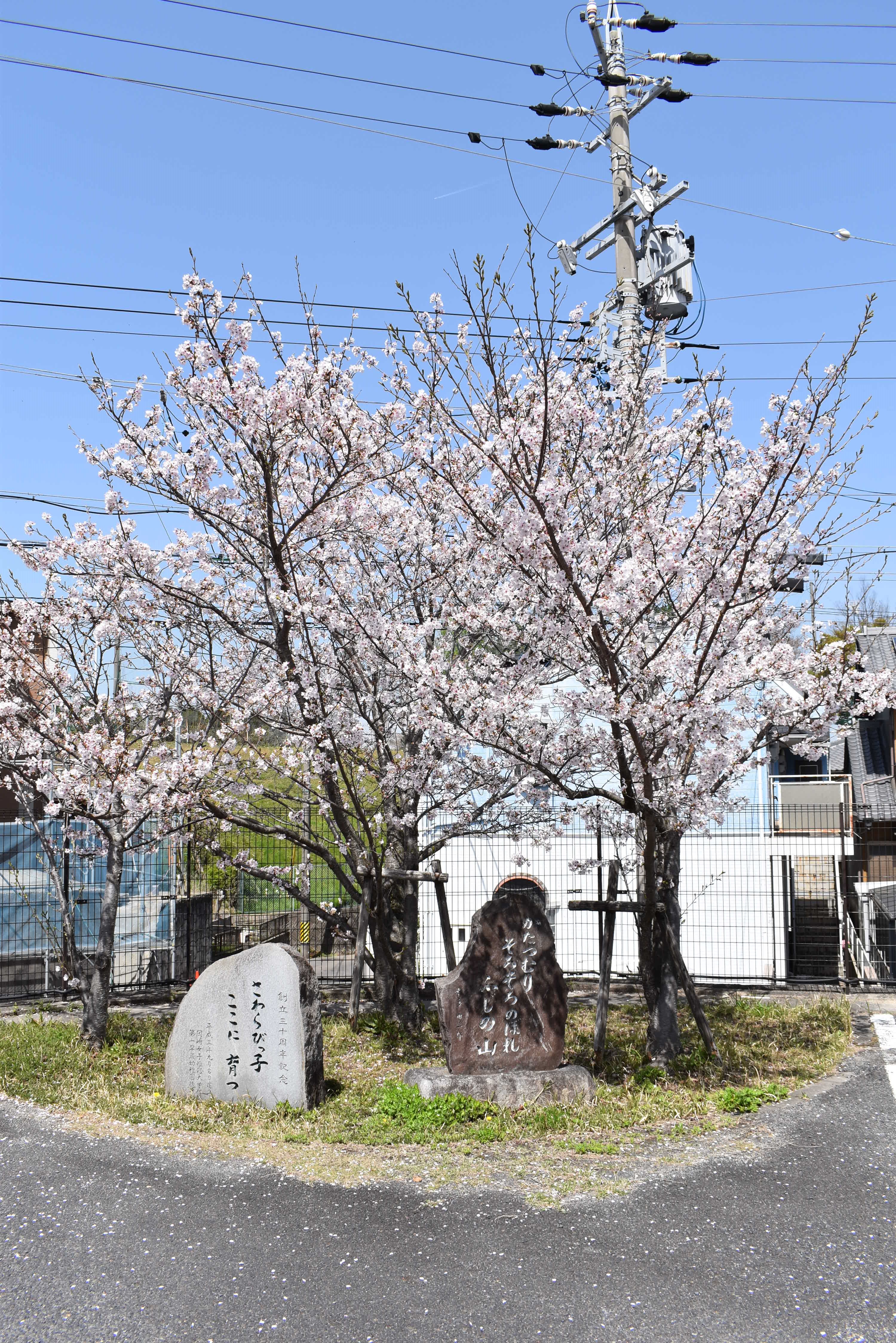 幼稚園の桜が満開です