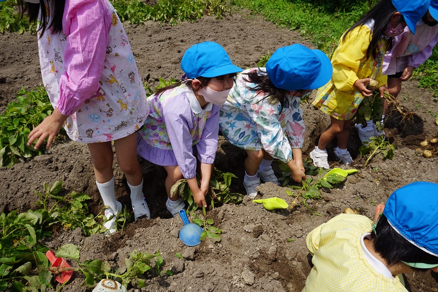 いっぱいじゃがいも掘れたよ！（あやめ組・すずらん組）