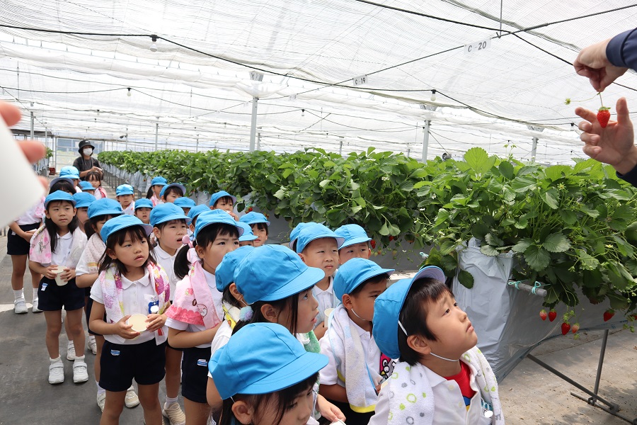 いちご狩りに行ってきました！～あやめ組～