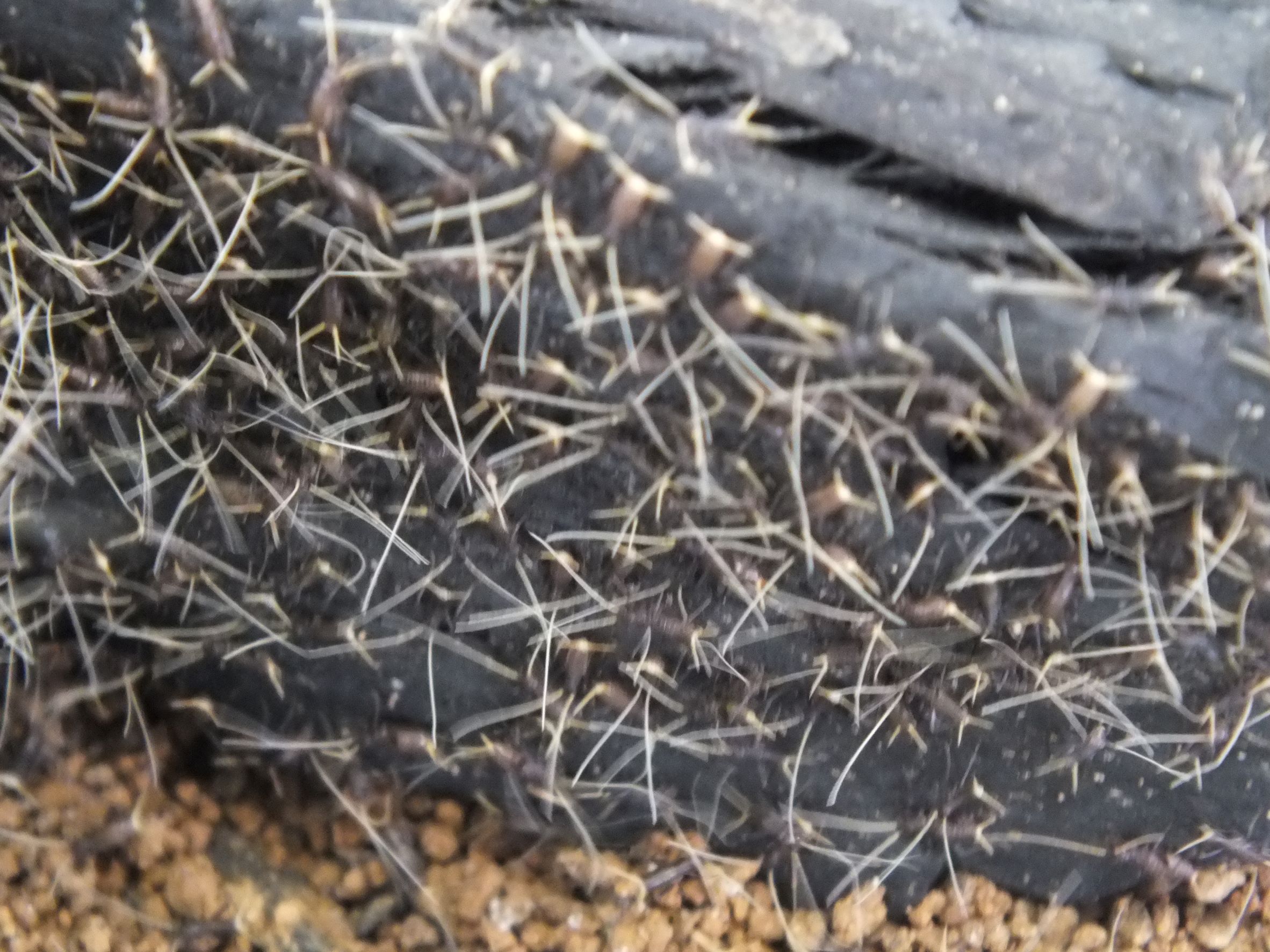 新しいご家族募集中！！