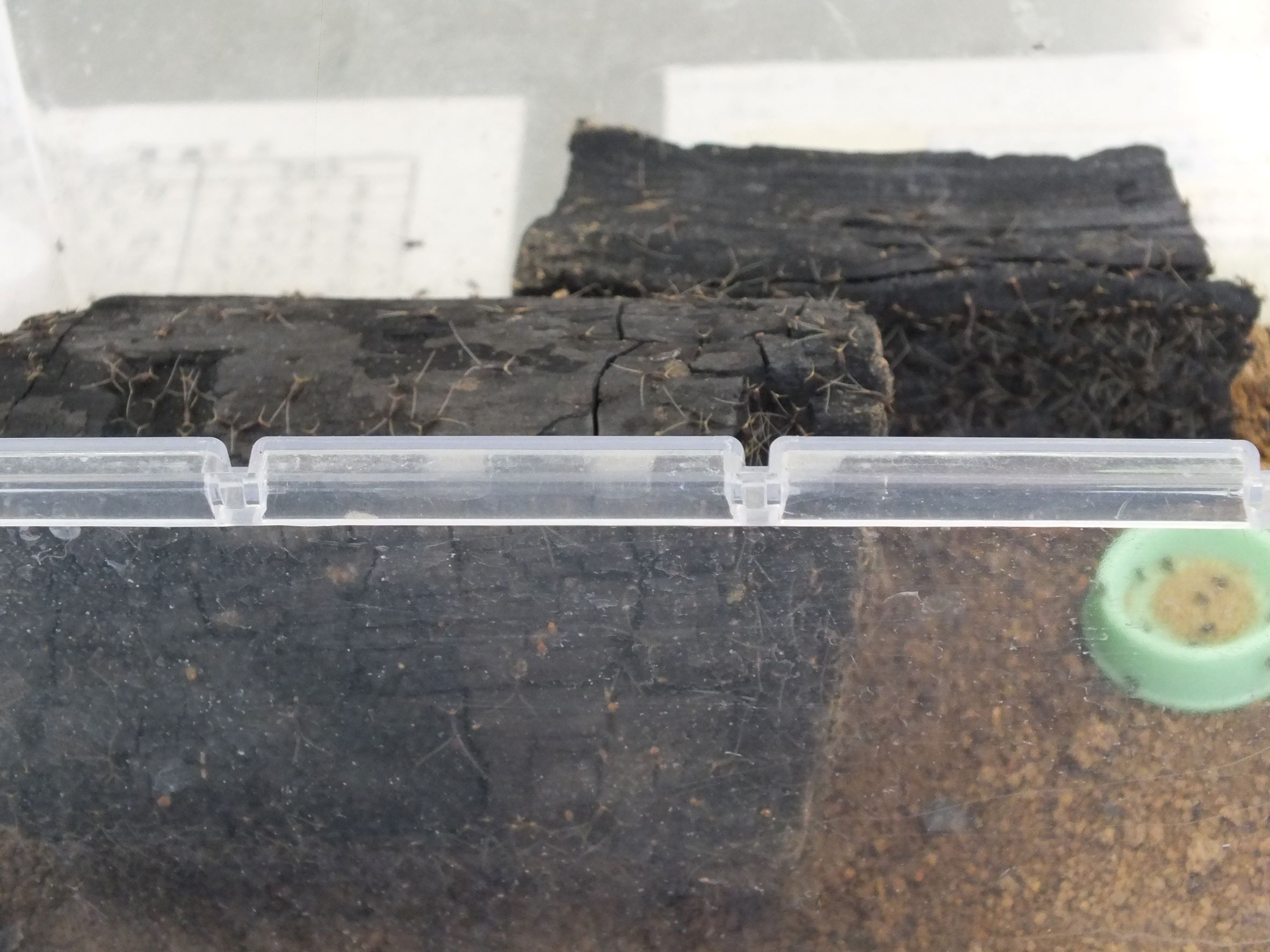 新しいご家族募集中！！:画像４