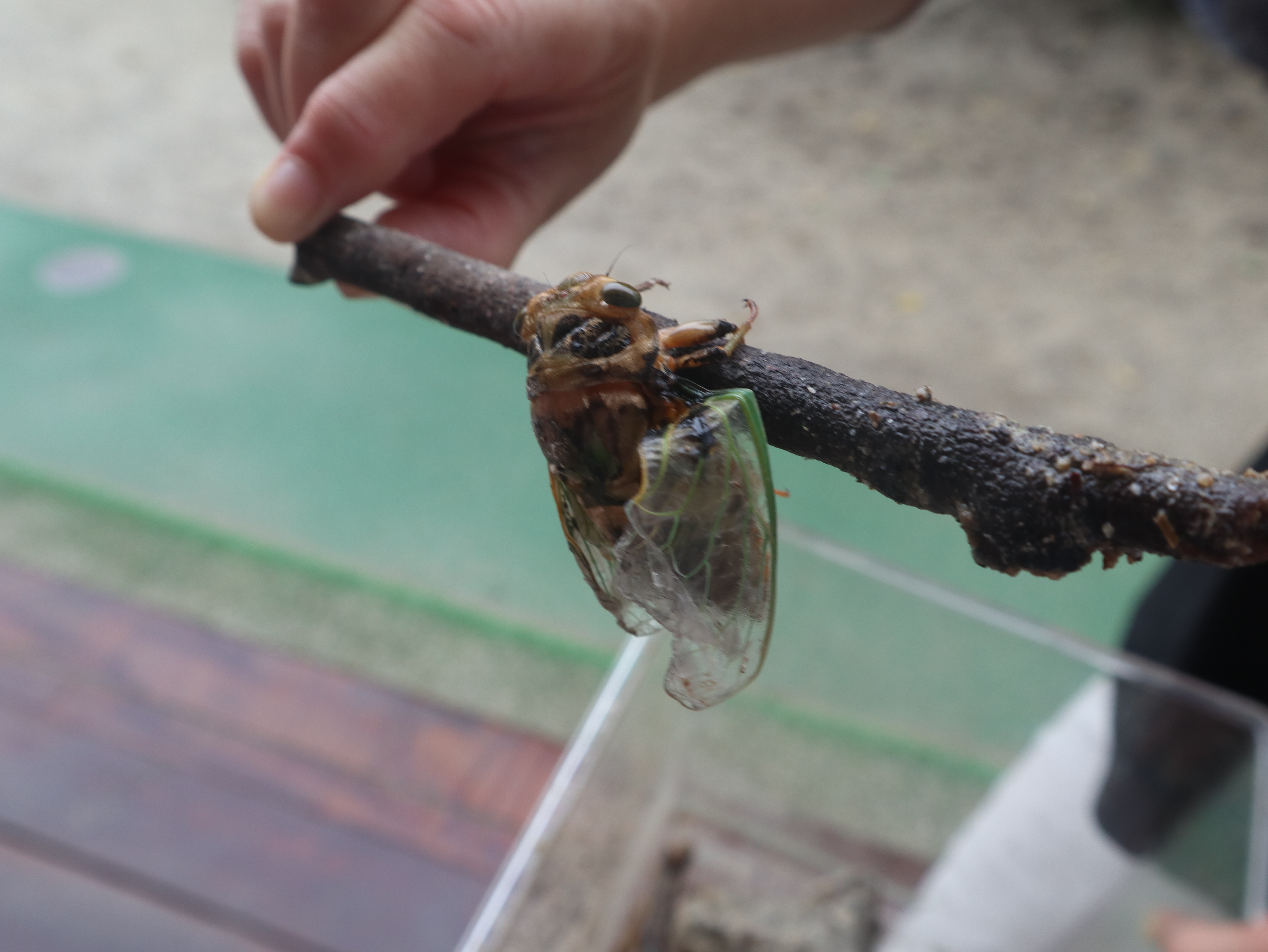 蝉の幼虫が羽化したよ♡～つばき組～