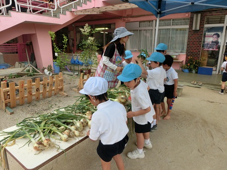 玉ねぎカーテン♪