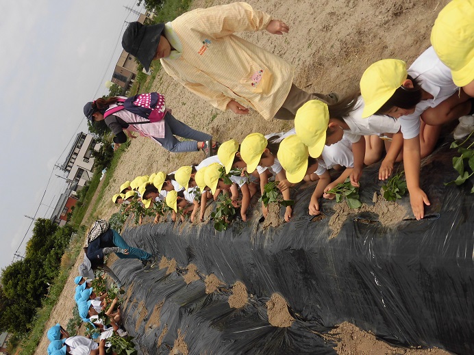 さつま芋の苗さしに行ってきました☆（年長）