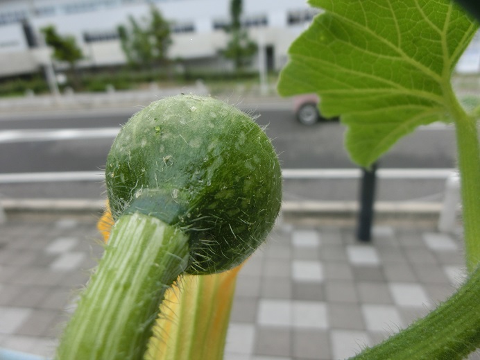 幼稚園に新しく夏の花が届きました♡