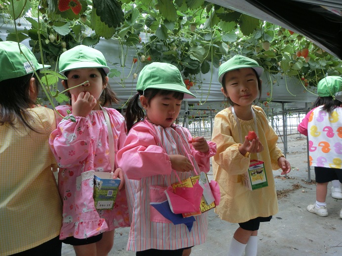 いちご狩りに行って来ました♪