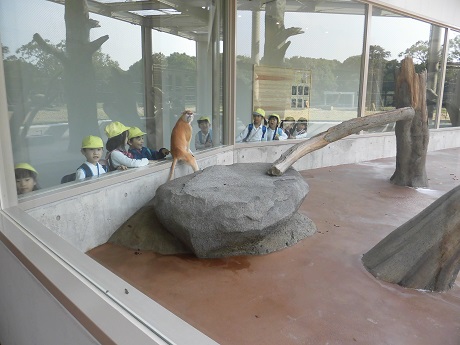 のんほいパークに行ってきました♡(年長):画像４