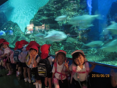 碧南海浜水族館に行ってきました♪(年中)