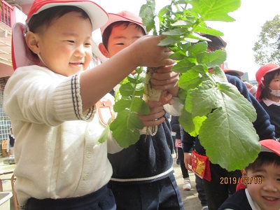 幼稚園で育てた野菜を食べたよ☆（年中）:画像２