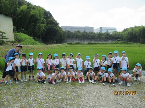稲の生長を見てきたよ♪（年長）