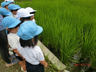 稲の生長を見に行きました！！（年長）:画像３