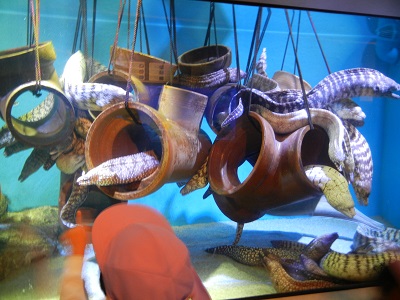 竹島水族館に行ってきました♡（年中）:画像４