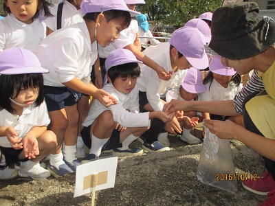 大根の種を植えたよ♡（年中）