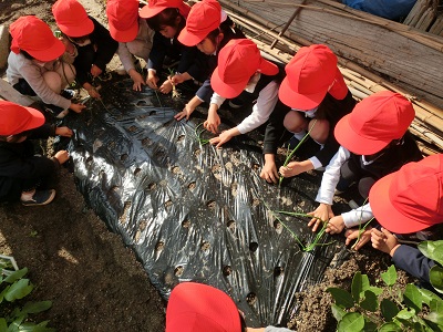 玉ねぎを植えました!!(年中):画像2