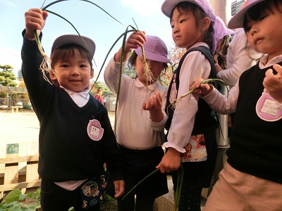 玉ねぎを植えました!!(年中):画像3