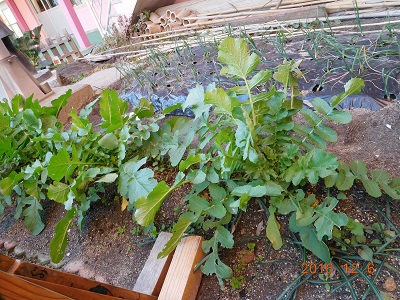 玉ねぎを植えました!!(年中):画像5