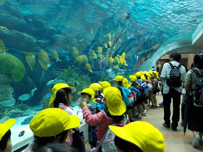 名古屋港水族館に行きました！（年長）:画像２