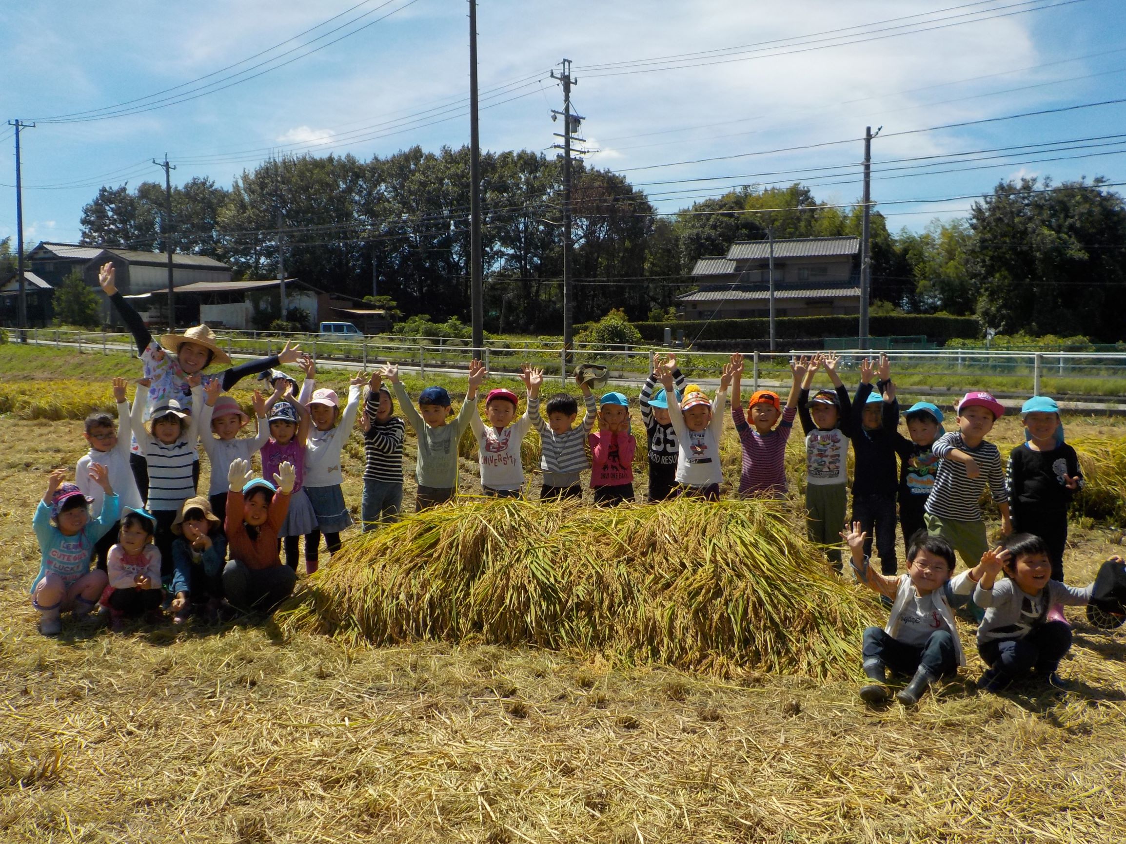 稲刈りをしたよ☆年長