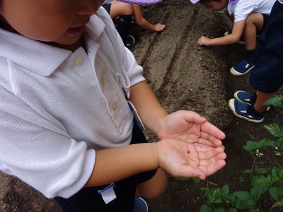 野菜の種まきをしたよ☆（年中）