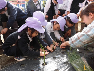 玉ねぎを植えました！（年中）