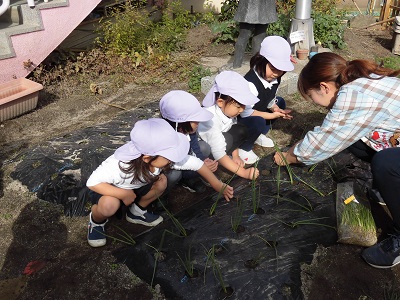 玉ねぎを植えました!(年中):画像2