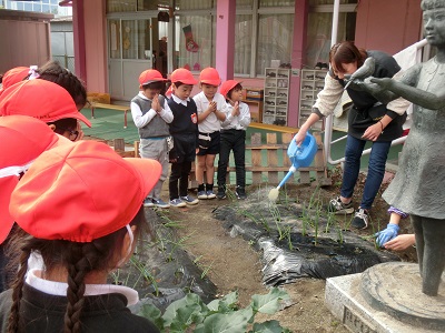 玉ねぎを植えました!(年中):画像6